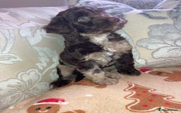 Cockapoo dogs for sale: Merle Cockapoos - Advert 5