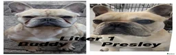 French Bulldog dogs for stud: French bulldog stud  - Advert 30