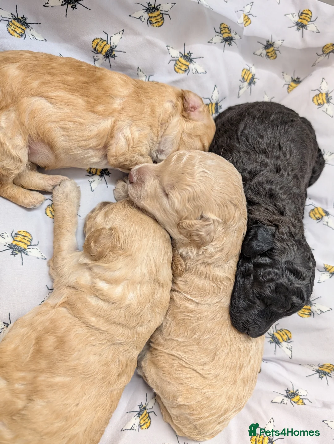 Toy Poodle dogs for sale: Stunning KC Reg Toy Poodle Puppies  - Advert 14