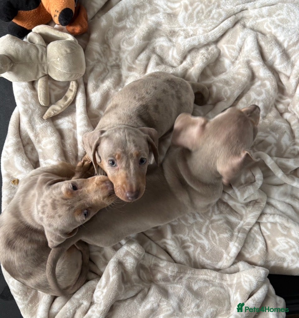 Miniature Dachshund dogs X2 Minature Dachsunds KC REGISTERED  - Advert 2