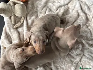 Miniature Dachshund dogs X2 Minature Dachsunds KC REGISTERED - Advert 2