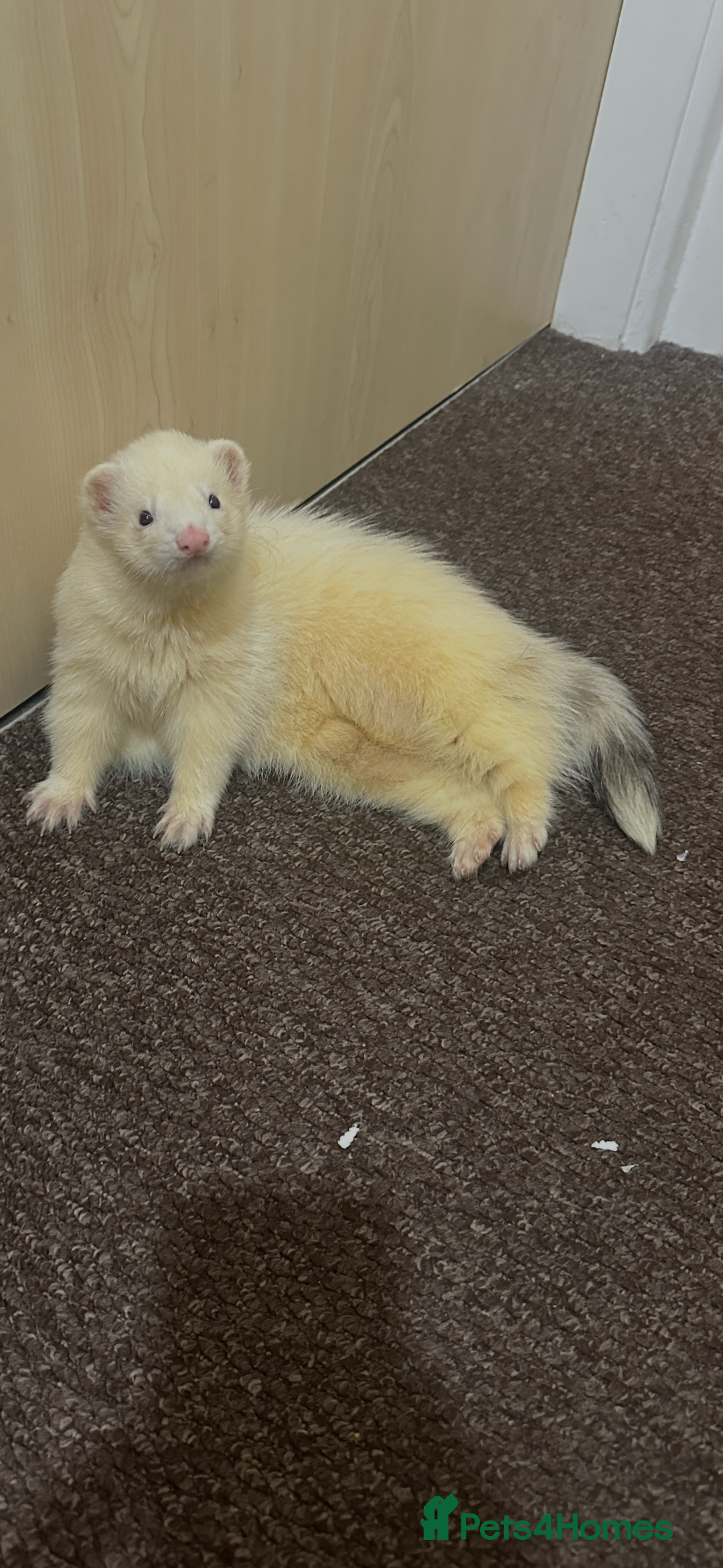 Ferret rodents for sale: 6 month old champagne colored ferret with  - Advert 4