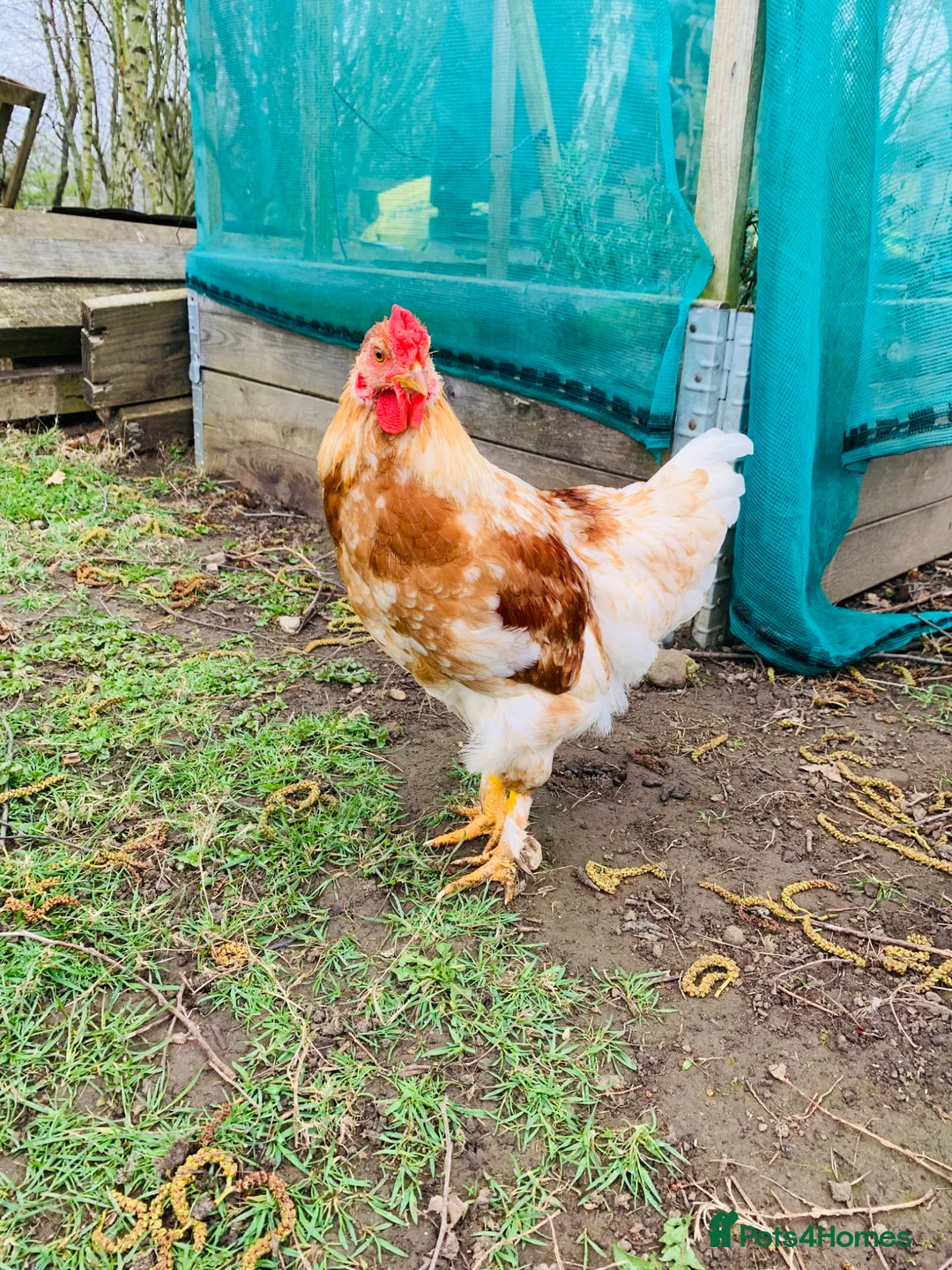 Chickens poultry for sale: Cockerel in Leyburn - Advert 2