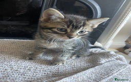 Mixed Breed cats for sale: 3 male 1 female ready now  - Image 4