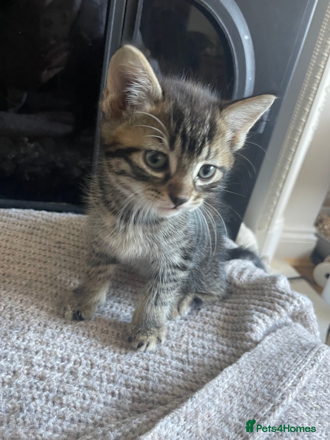 Mixed Breed cats for sale: 3 male 1 female ready now  - Image 4