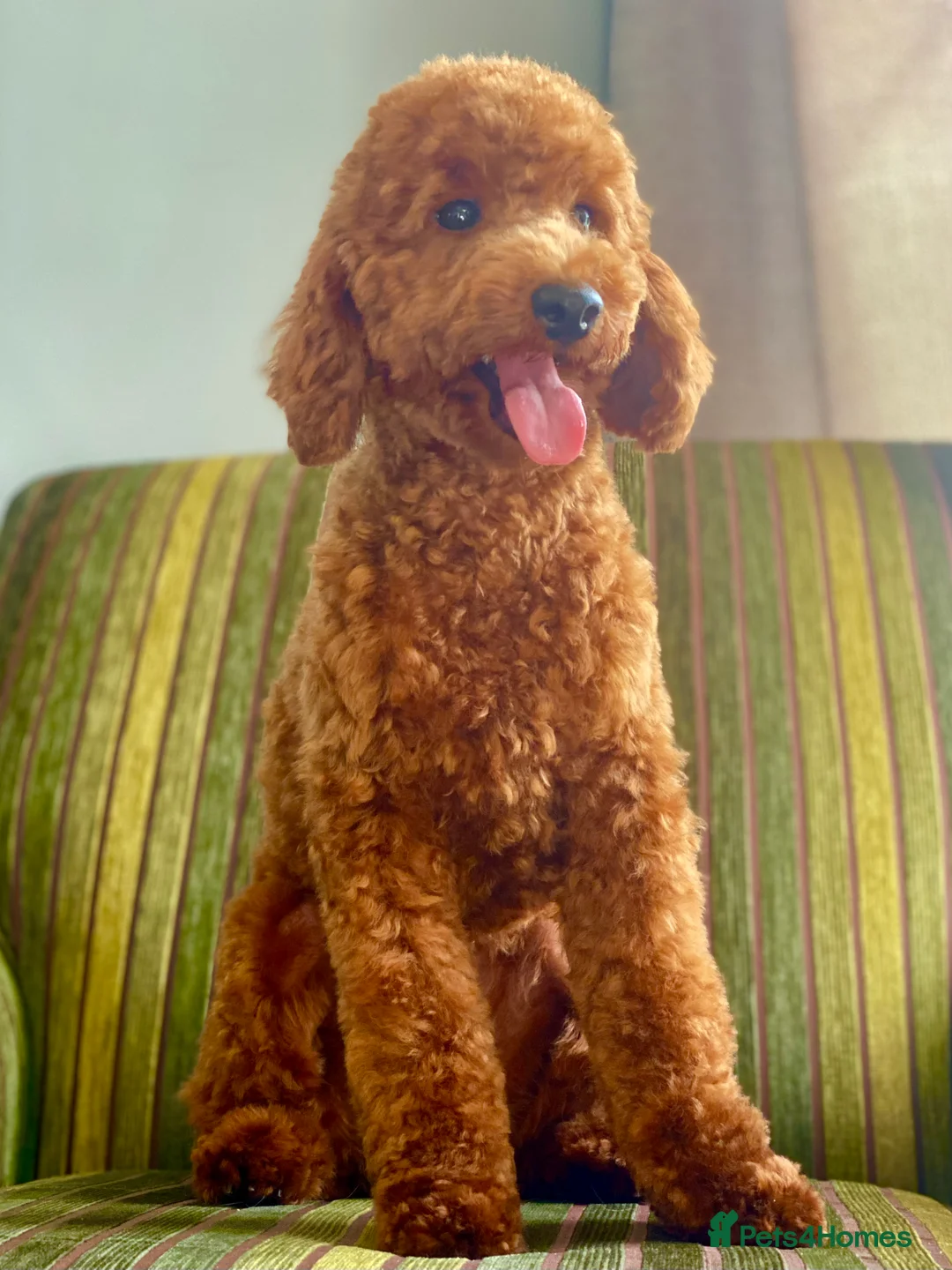 Miniature Poodle dogs for stud: MINIATURE POODLE FOX RED KC HEALTH TESTED in Woodbridge - Advert 5