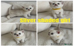 British Shorthair cats for sale: GCCF silver and golden shaded - Image 11