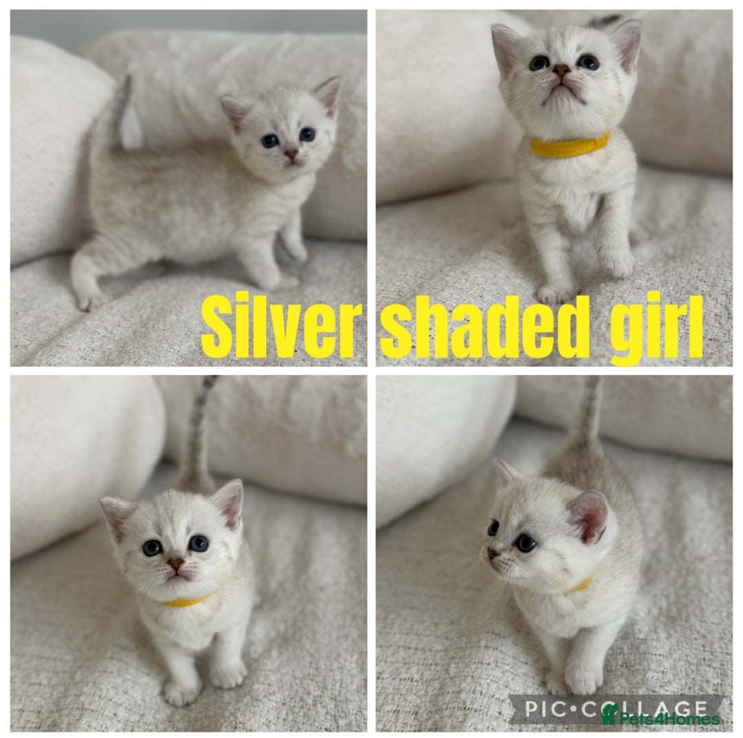 British Shorthair cats for sale: GCCF silver and golden shaded - Image 11