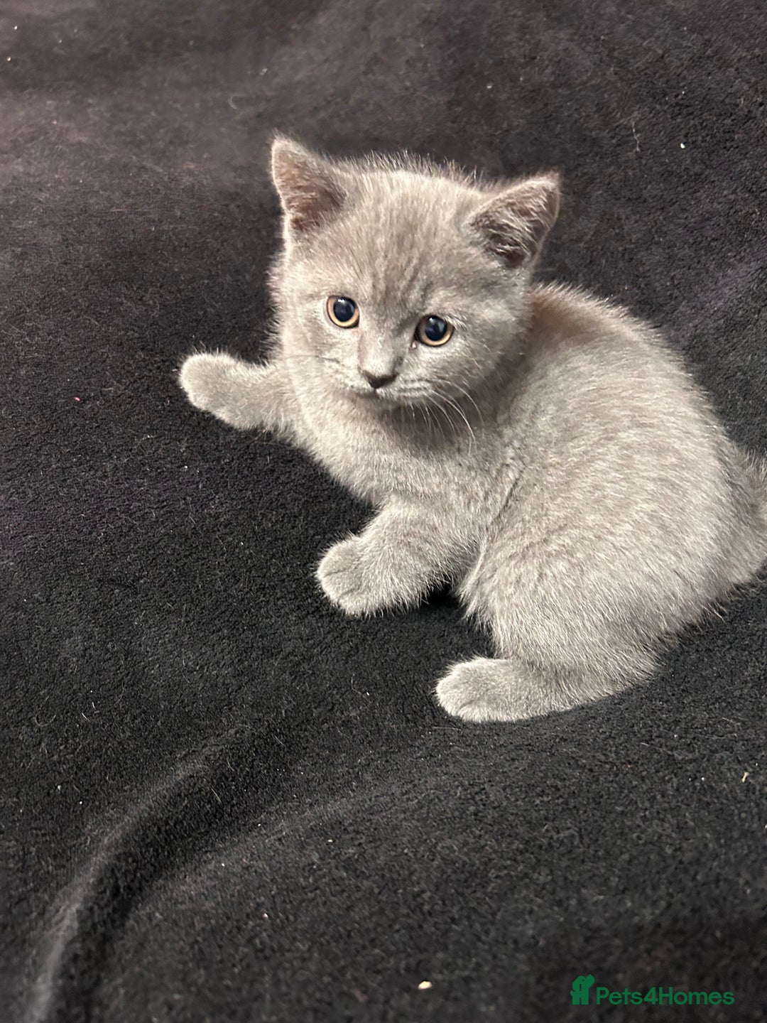 British Shorthair cats for sale: Beautiful Male British Shorthair kittens - Advert 7