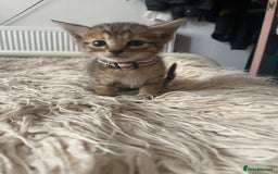 Mixed Breed cats for sale: 7 Half Snow Bengal kittens - Image 27