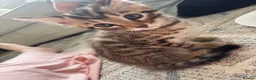 Bengal cats for sale: Bengal x  - Advert 8