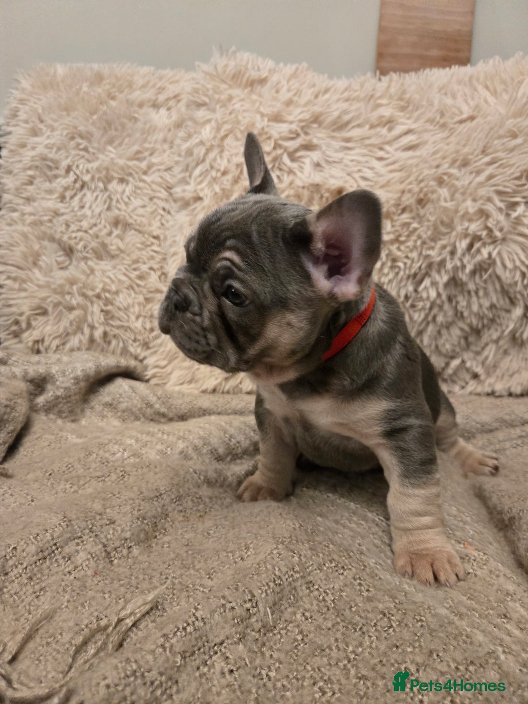 French Bulldog dogs for sale: Beautiful French Bulldog Puppies for sale - Advert 19