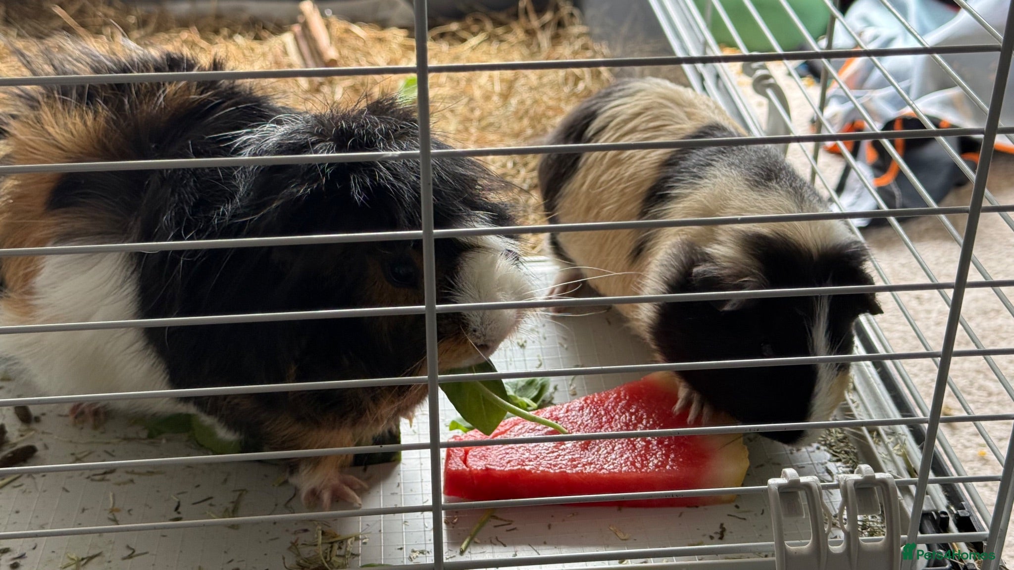 Guinea Pig rodents Two Male Guinea pigs  - Advert 1