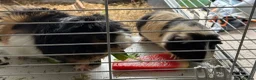Guinea Pig rodents for sale: Two Male Guinea pigs  in Sheffield - Advert 1