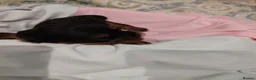 Cavalier King Charles Spaniel dogs for sale: Exquisite Cavalier King Charles Spaniel Puppies - Advert 11