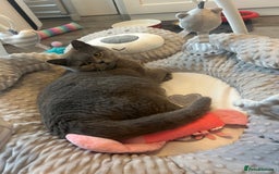 British Shorthair cats for sale: Retired British Queens - Image 3