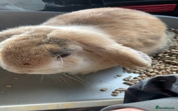 Mini Lop rabbits for sale: Rabbit for sale - Image 4