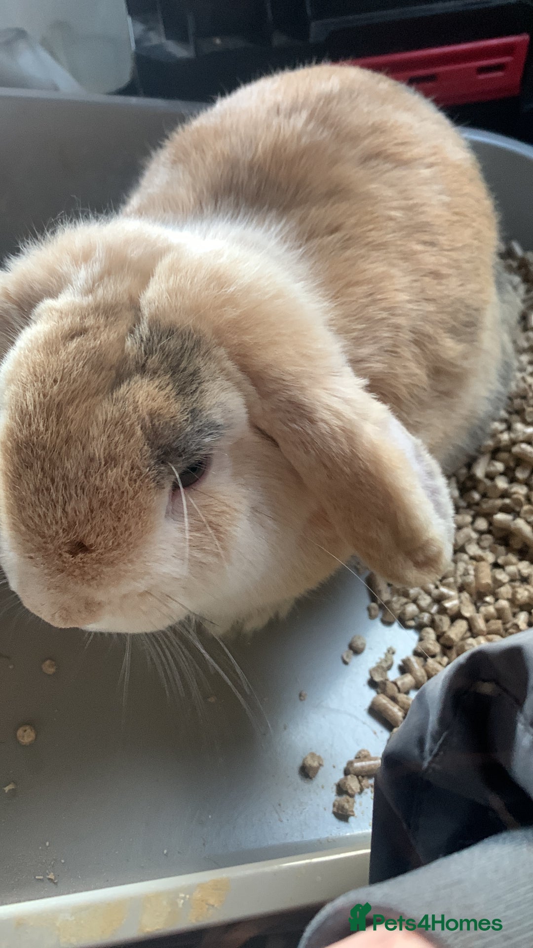 Mini Lop rabbits for sale: Rabbit for sale - Image 4