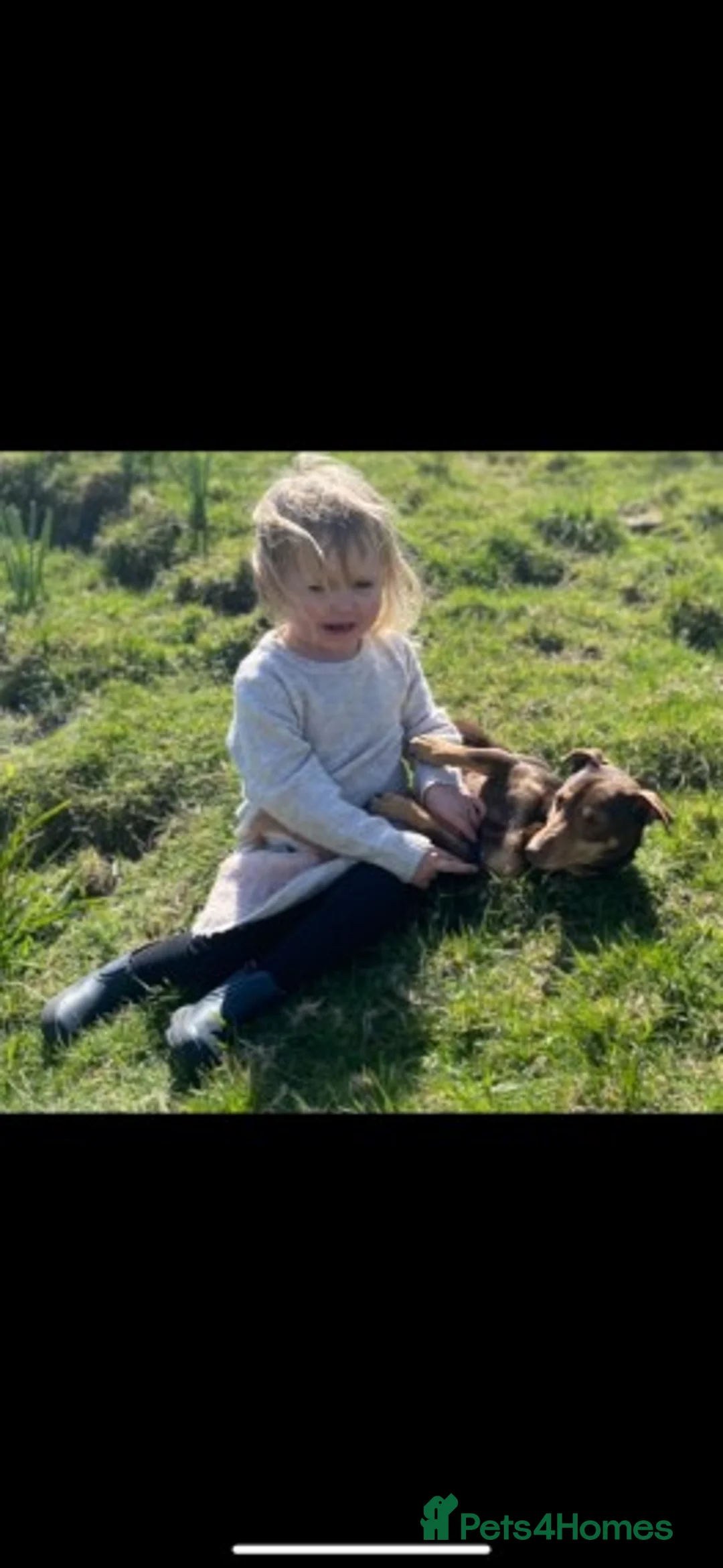 Jack Russell dogs for stud: Quality chocolate and tan miniature jack russell in Glossop - Advert 5