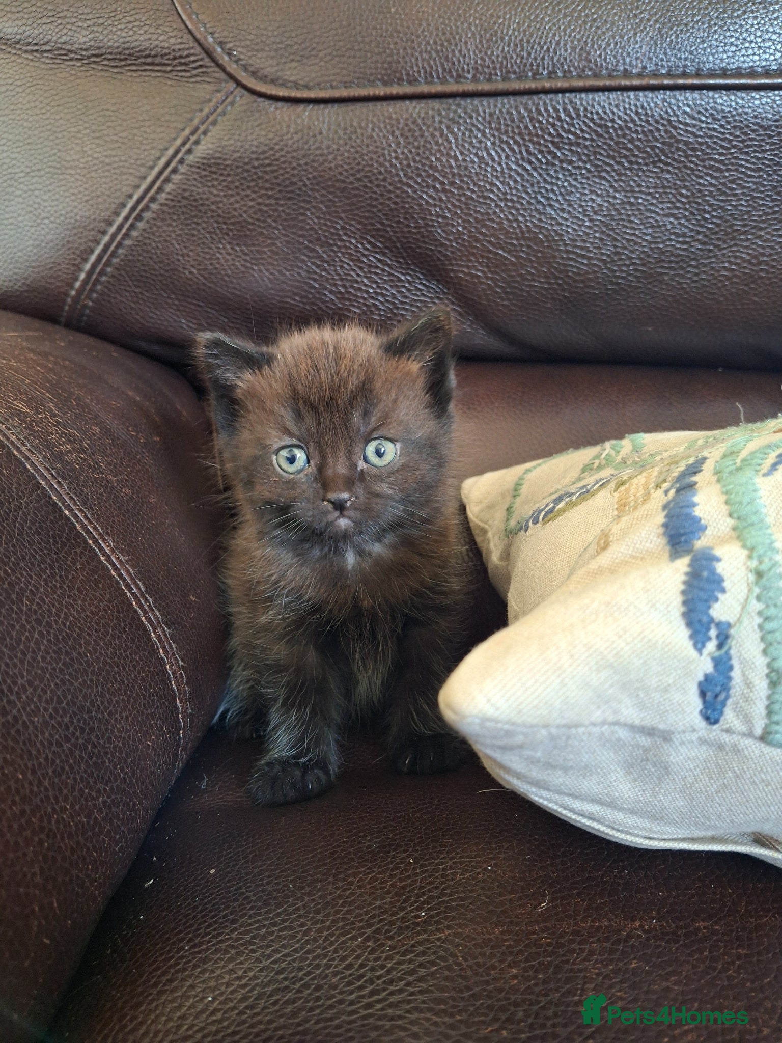 Persian cats Persian Cross Kittens for Sale - Advert 14
