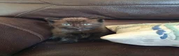 Persian cats for sale: Persian Cross Kittens for Sale - Advert 5