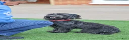 Mixed Breed dogs for adoption: Heavenly Heidi - Advert 12