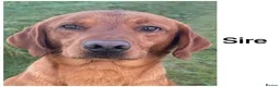 Labrador Retriever dogs for sale: *READY NOW* Stunning KC girls, tested&many FTCH/Ws - Advert 19