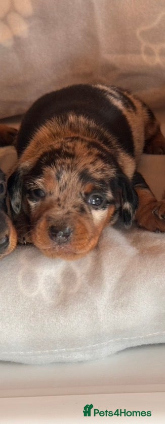 Miniature Dachshund dogs for sale: Stunning litter of mini dachshund puppies  - Advert 2