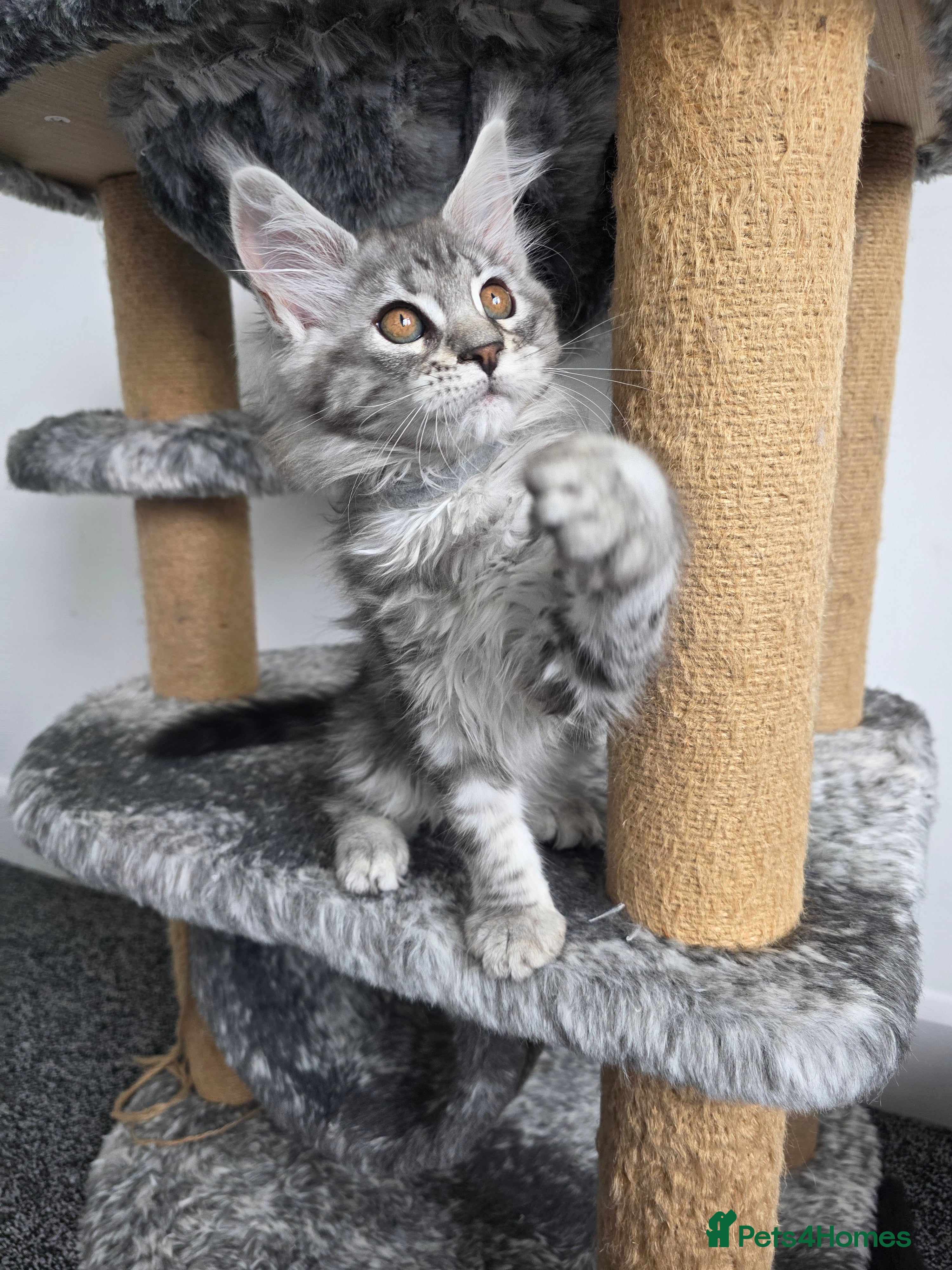 Maine Coon cats Maine coon pedigree kittens  - Advert 2