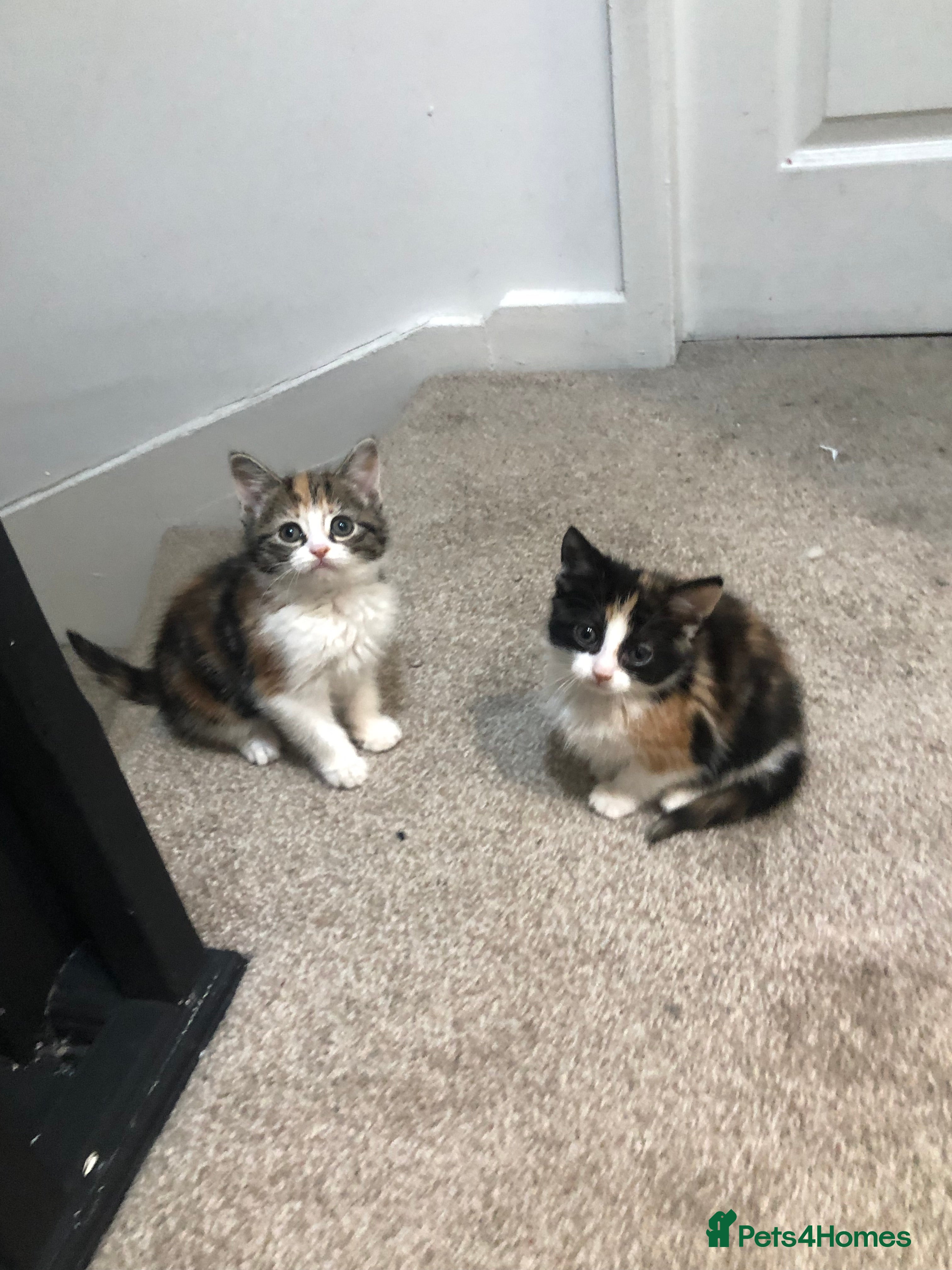 Mixed Breed cats Tortieshell Girl Kittens Available  - Advert 1