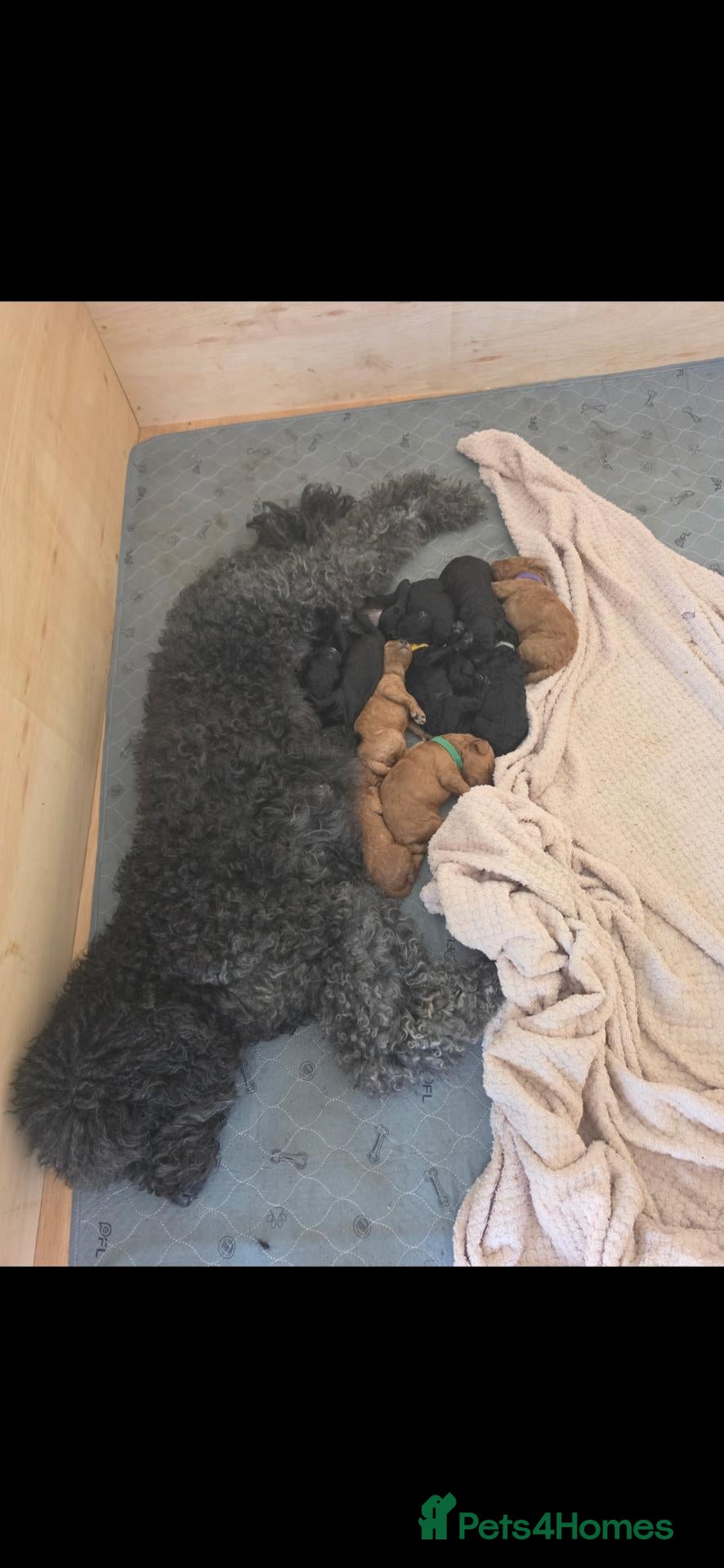 Mini Goldendoodle dogs Beautiful mini goldendoodles for sale. - Advert 2