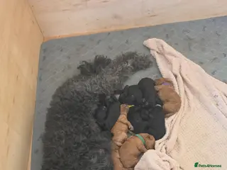 Mini Goldendoodle dogs Beautiful mini goldendoodles for sale. - Advert 2