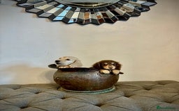 Miniature Dachshund dogs for sale: cream colour's KC miniture dachshund - Image 20
