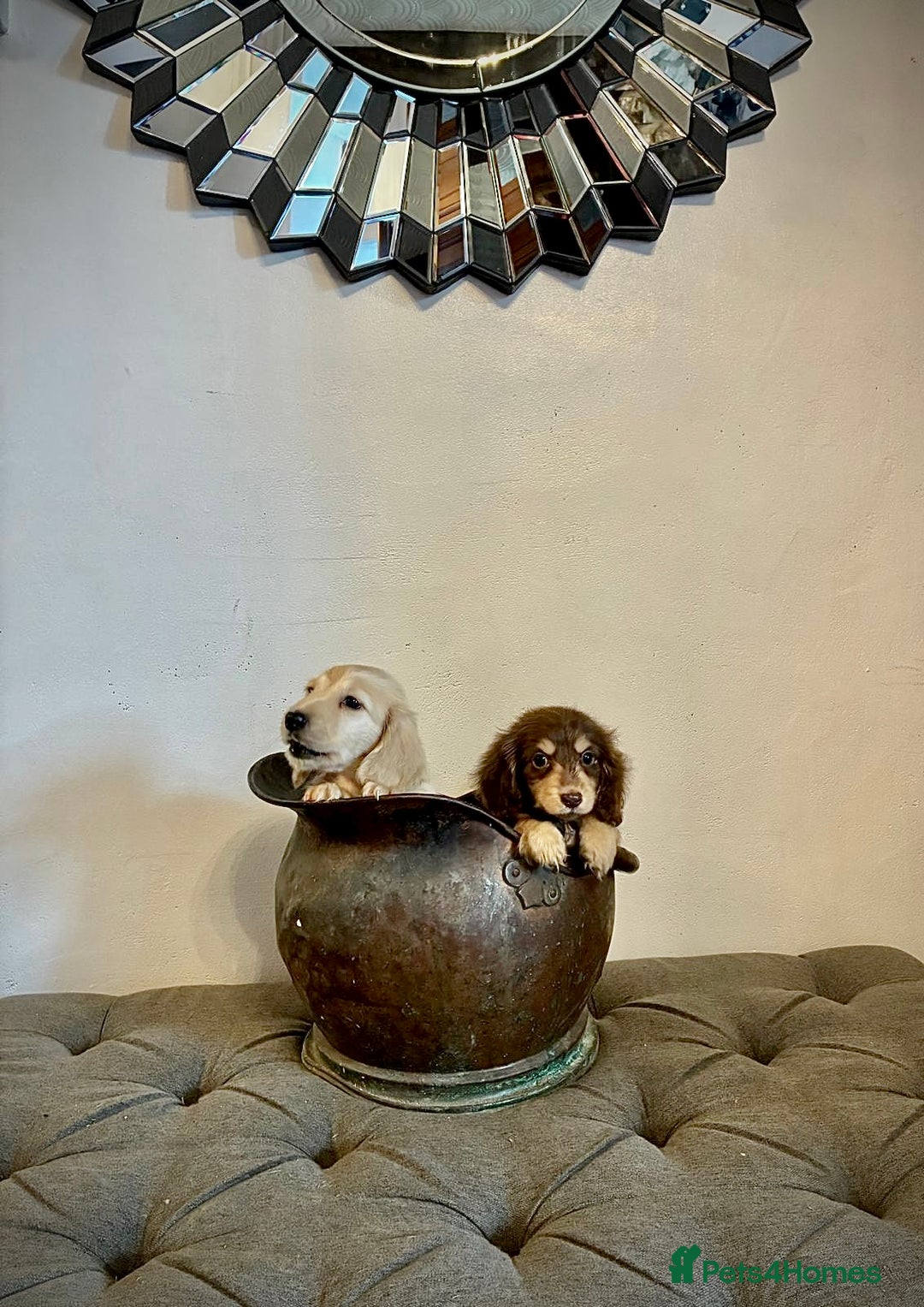 Miniature Dachshund dogs for sale: cream colour's KC miniture dachshund - Image 20