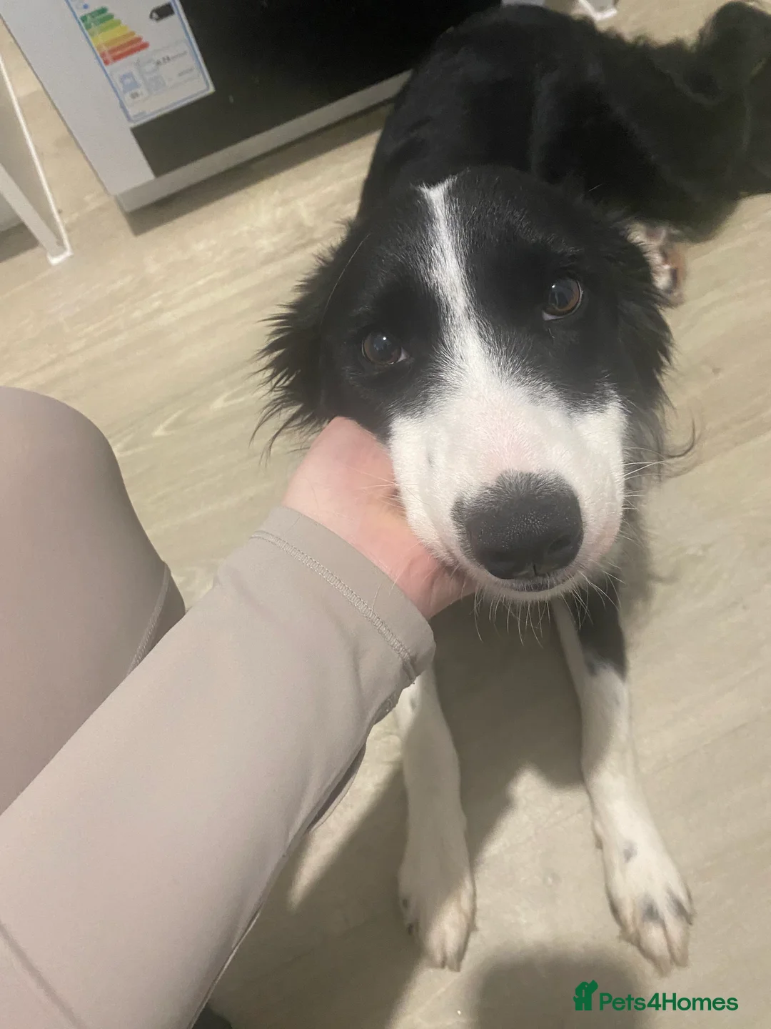 Border Collie dogs for sale: Female border collie 8 months old - Advert 3