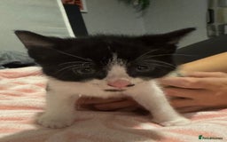Domestic Shorthair cats for sale: 3 gorgeous Black and White boys - Image 8