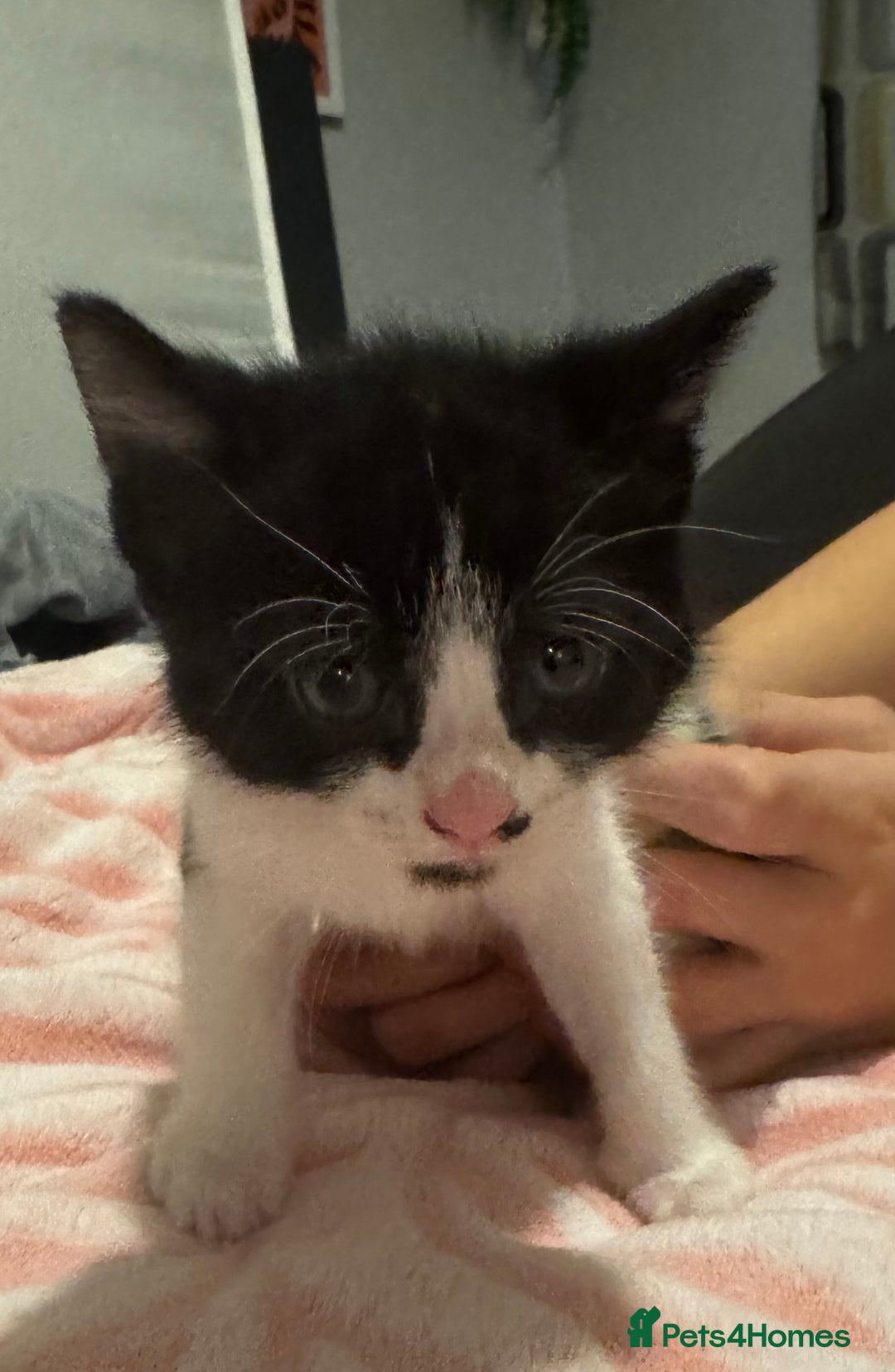 Domestic Shorthair cats for sale: 3 gorgeous Black and White boys - Image 8