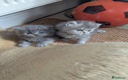 Persian cats for sale: Himalayan Persians - Image 17