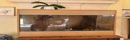 Leopard Gecko reptiles for sale: Leopard Gecko for sale in Wallingford - Advert 7