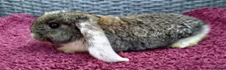 Mini Lop rabbits for sale: Cute French x Mini Lop Ready to Go!!! - Advert 16