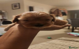 Cavapoo dogs for sale: 🐾 F1B Cavapoo Puppies – Ready 5th September 🐾 - Image 2