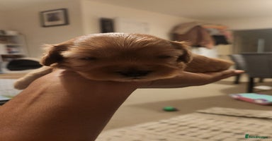 Cavapoo dogs - Advert 7