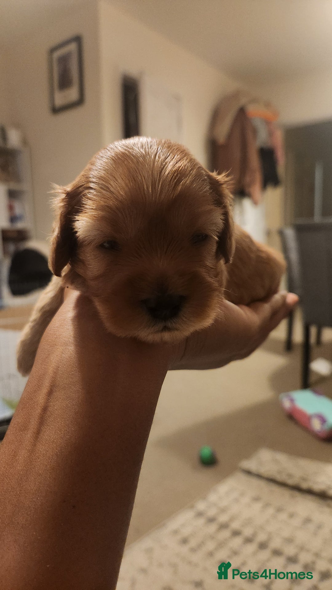 Cavapoo dogs for sale: 🐾 F1B Cavapoo Puppies – Ready 5th September 🐾 - Image 2