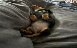 Miniature Dachshund dogs for sale: Miniature Dachshund  - Image 9