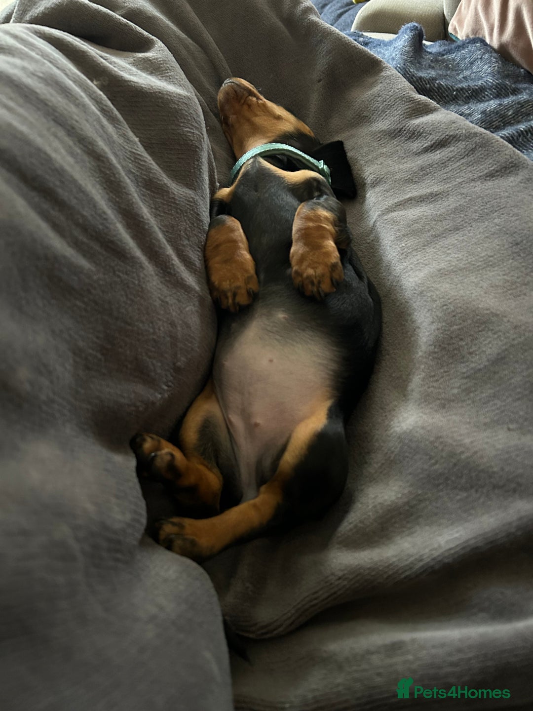 Miniature Dachshund dogs for sale: Miniature Dachshund  - Image 9