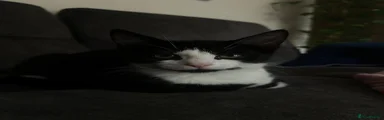 Domestic Shorthair 3