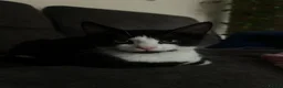 Domestic Shorthair cats for sale: 3 kittens  in Slough - Advert 7