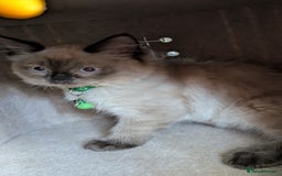 Ragdoll cats for sale: Ragdoll kittens for sale - Image 6