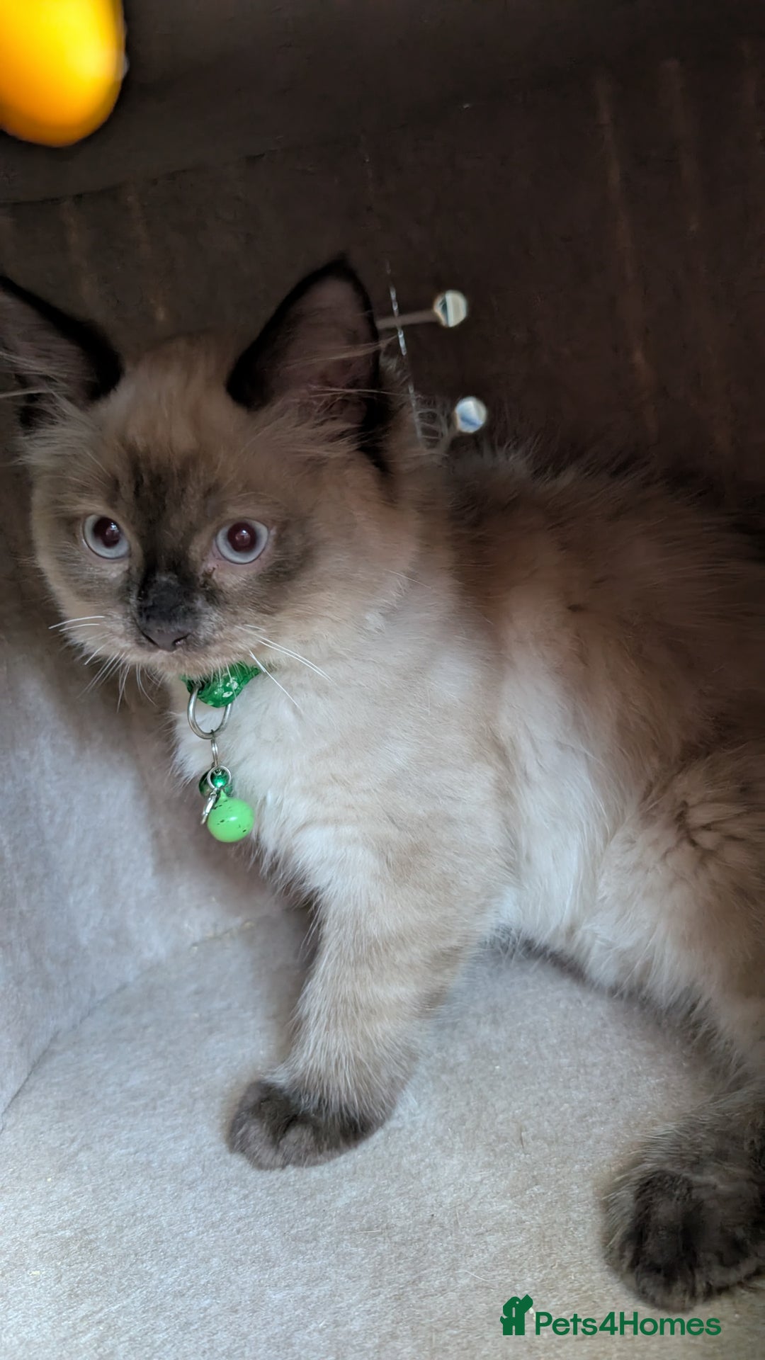 Ragdoll cats for sale: Ragdoll kittens for sale - Image 6