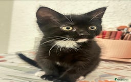 Munchkin cats for sale: 🐾 Adorable 2-Month-Old Male Kitten  🐾 - Image 9